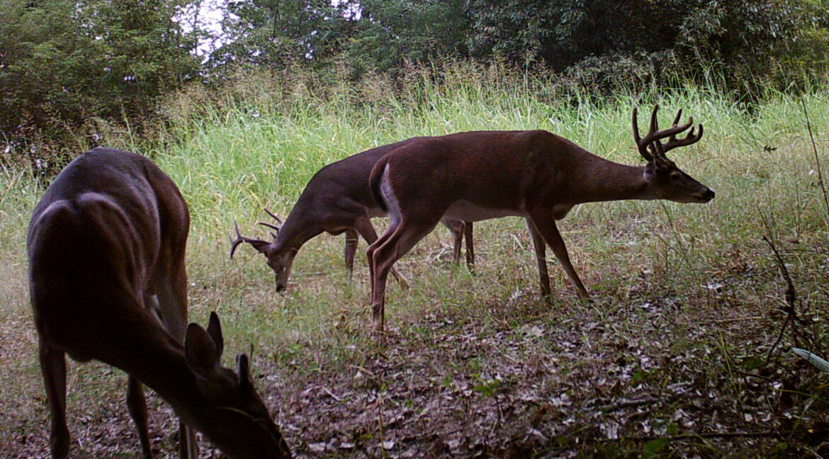 Vicksburg-MS-area-hunting-property