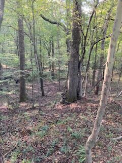 mwood17woods