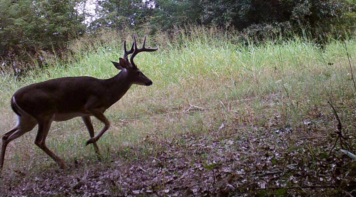 warren-county-ms0buck5