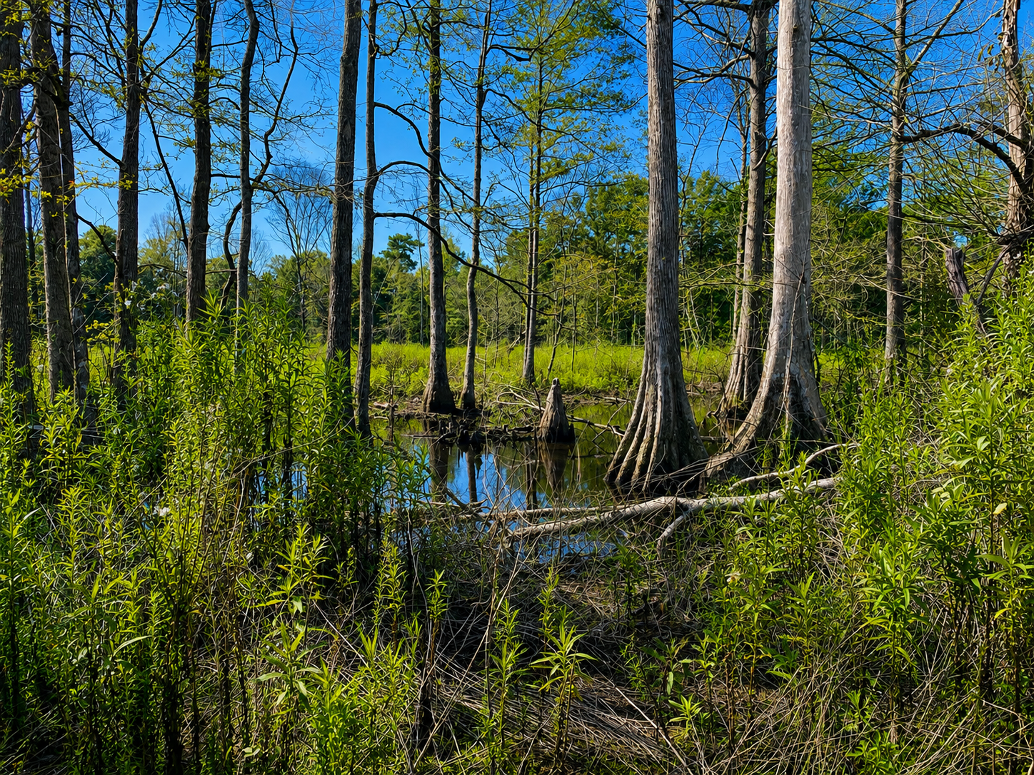 Leake County 385 Acres +/-