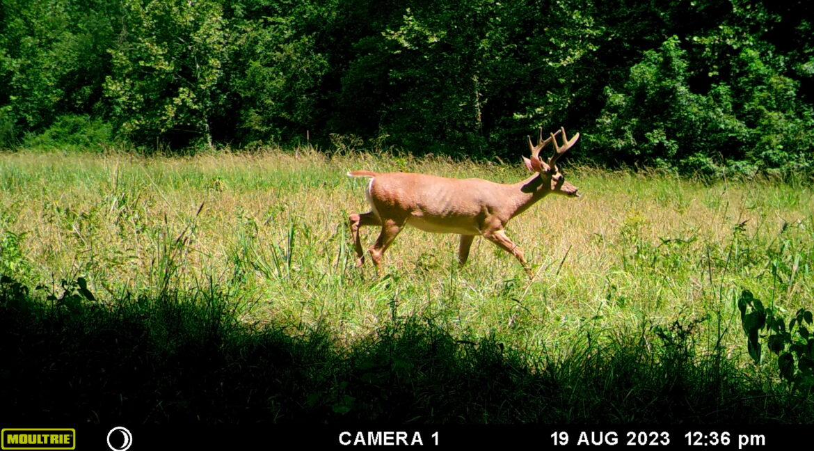 MOULTRIE DIGITAL GAME CAMERA