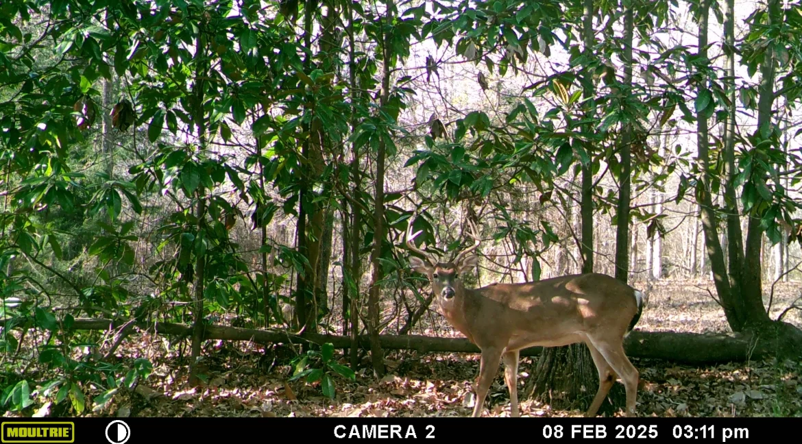 MOULTRIE DIGITAL GAME CAMERA