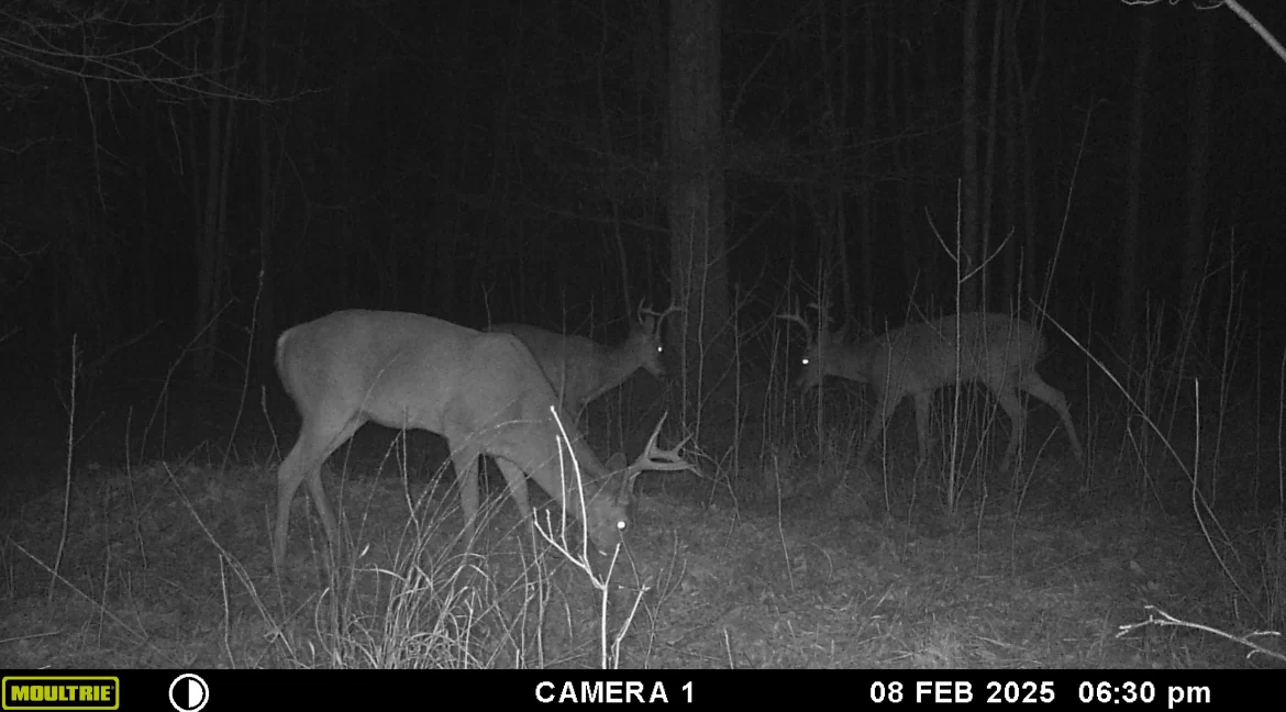 MOULTRIE DIGITAL GAME CAMERA