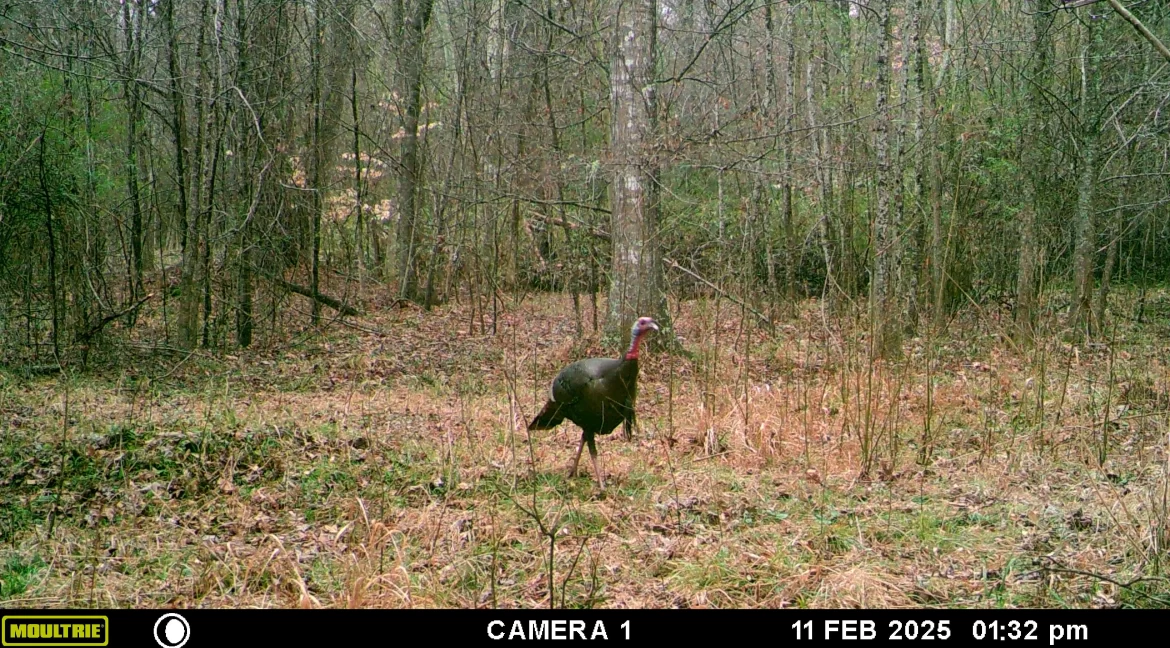 MOULTRIE DIGITAL GAME CAMERA