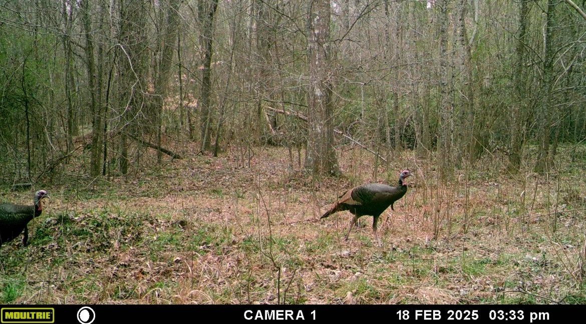 MOULTRIE DIGITAL GAME CAMERA