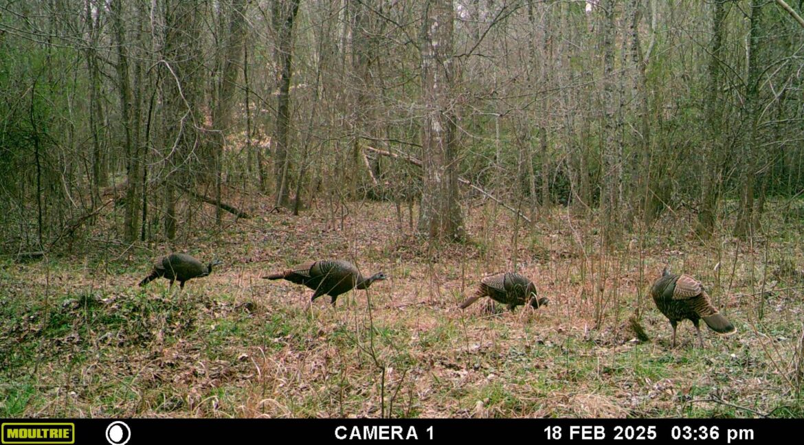 MOULTRIE DIGITAL GAME CAMERA