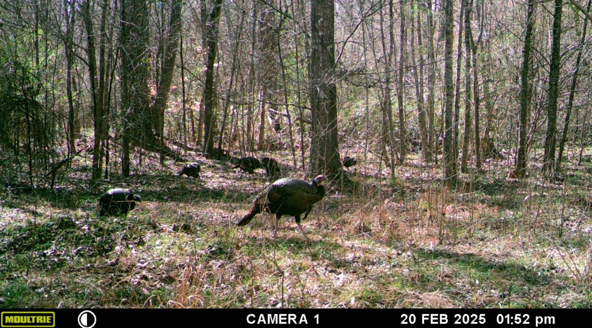 MOULTRIE DIGITAL GAME CAMERA
