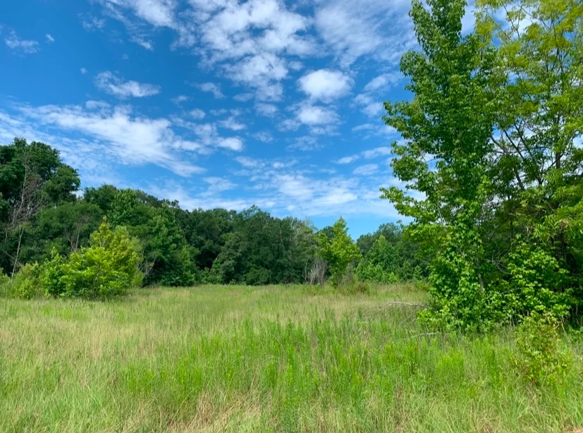 Claiborne County, MS  22 acres +/-