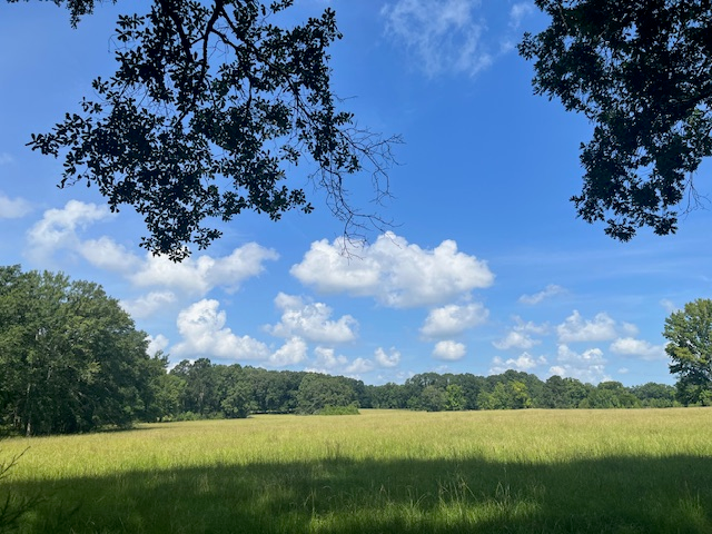 Jefferson County, MS   80 acres +/-