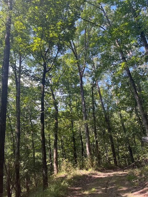 Claiborne County, MS  310 acres +/-