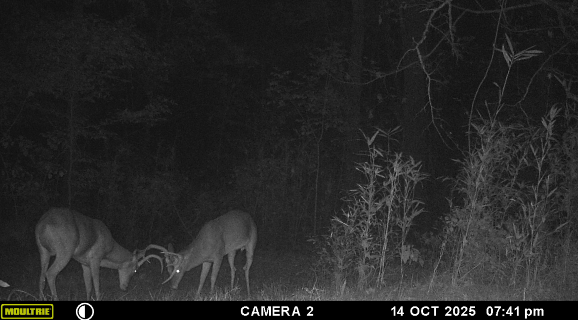 MOULTRIE DIGITAL GAME CAMERA