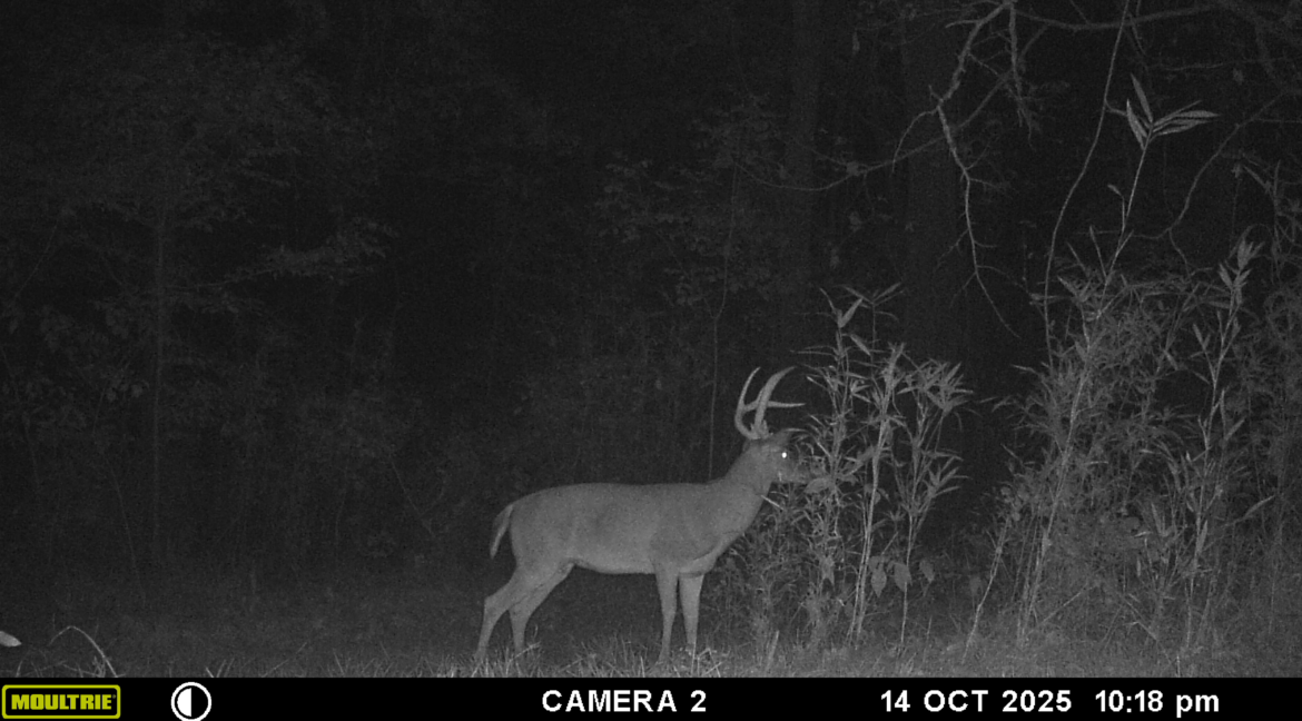 MOULTRIE DIGITAL GAME CAMERA