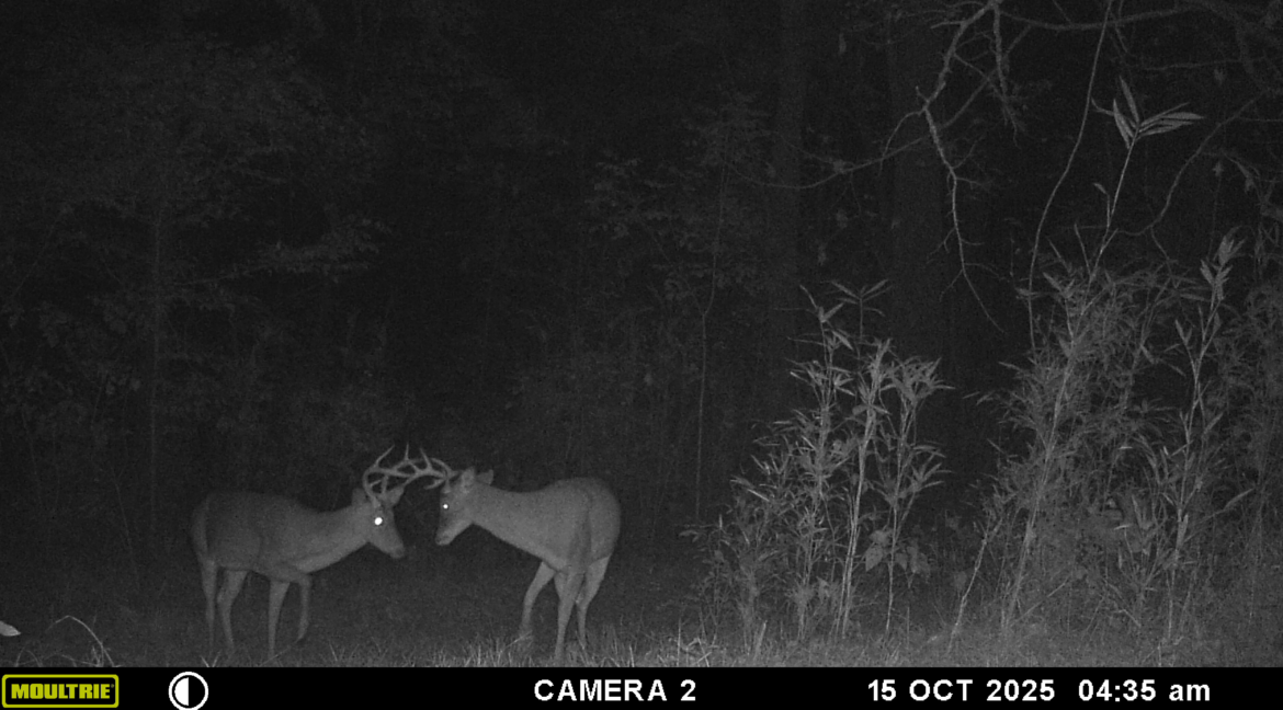 MOULTRIE DIGITAL GAME CAMERA