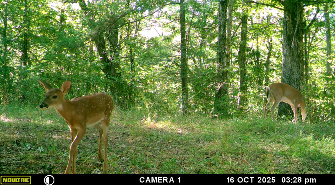 MOULTRIE DIGITAL GAME CAMERA