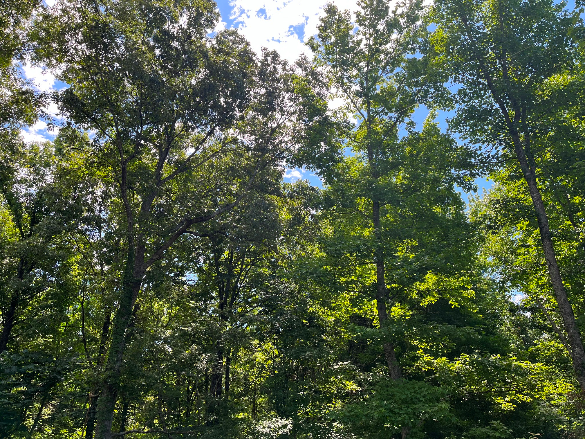 Claiborne County, MS    8.7 +/- acres