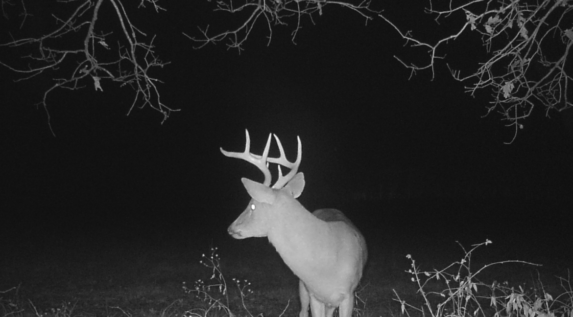 MOULTRIE DIGITAL GAME CAMERA