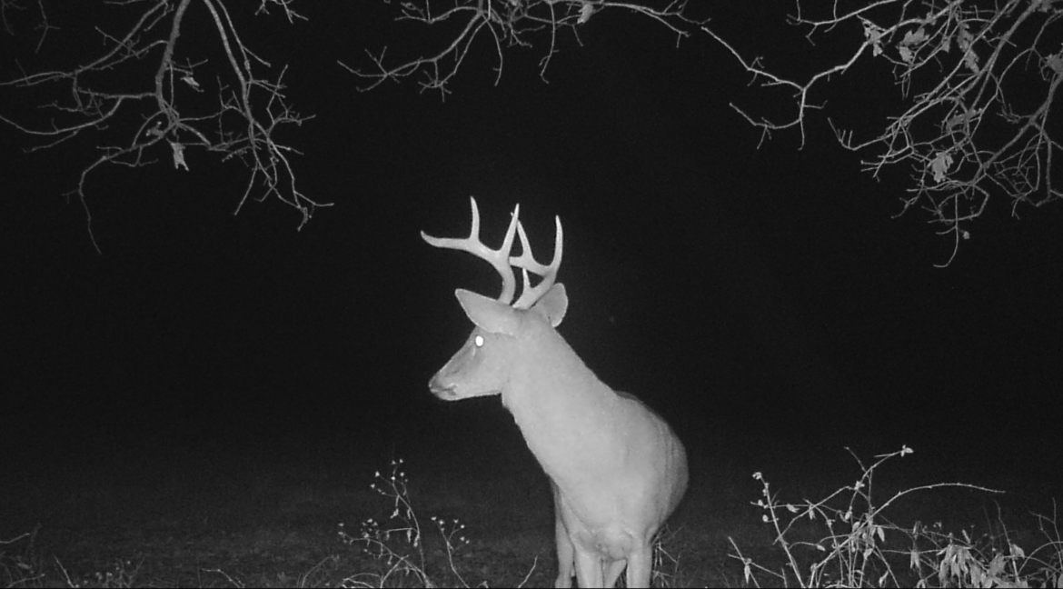 MOULTRIE DIGITAL GAME CAMERA