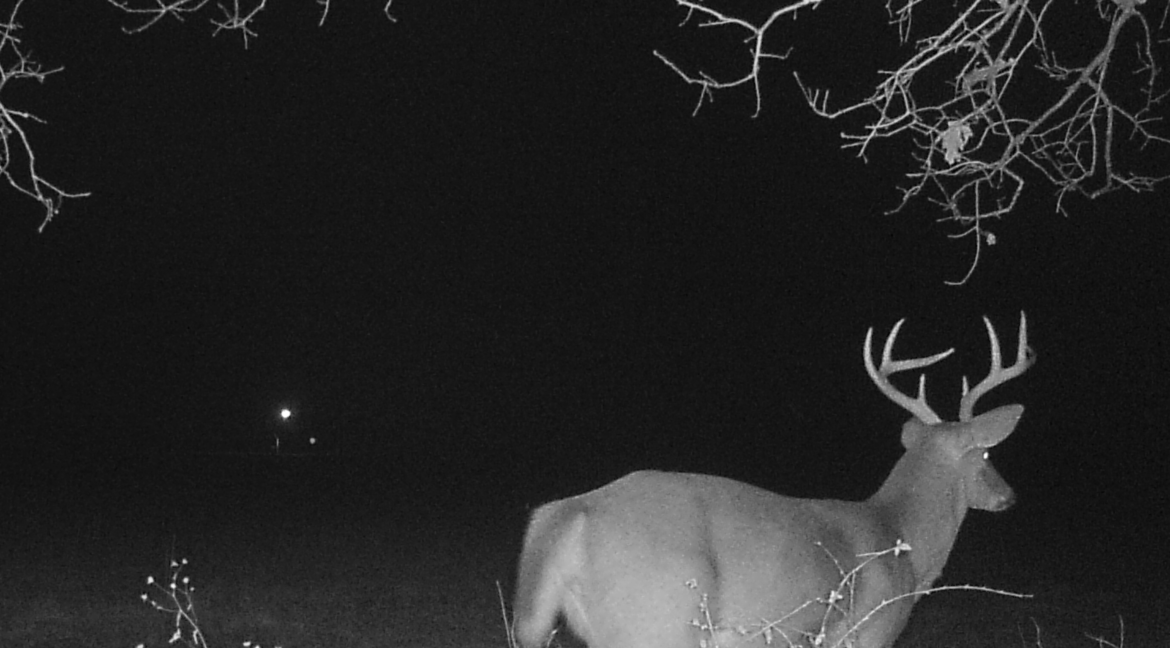 MOULTRIE DIGITAL GAME CAMERA